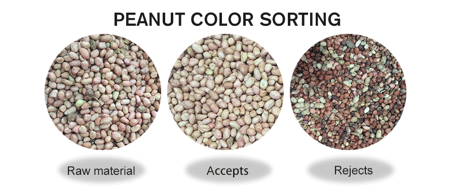 cashew color sorter